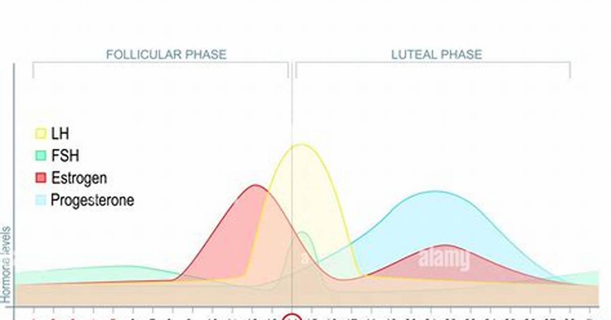 Which Hormone Control Luteal Phase?