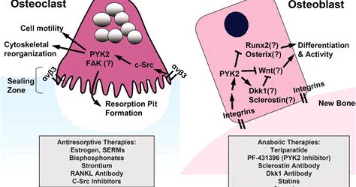 Which Hormone Increases Osteoblast Activity?