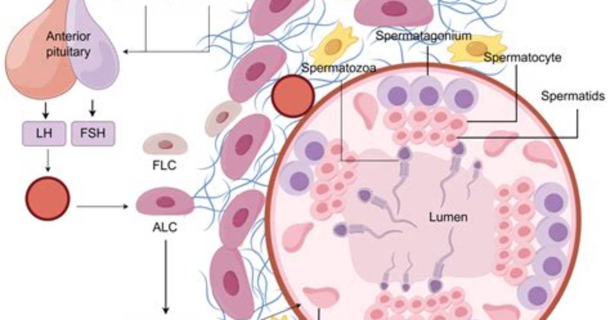 Which Hormone Induces Spermatogenesis?