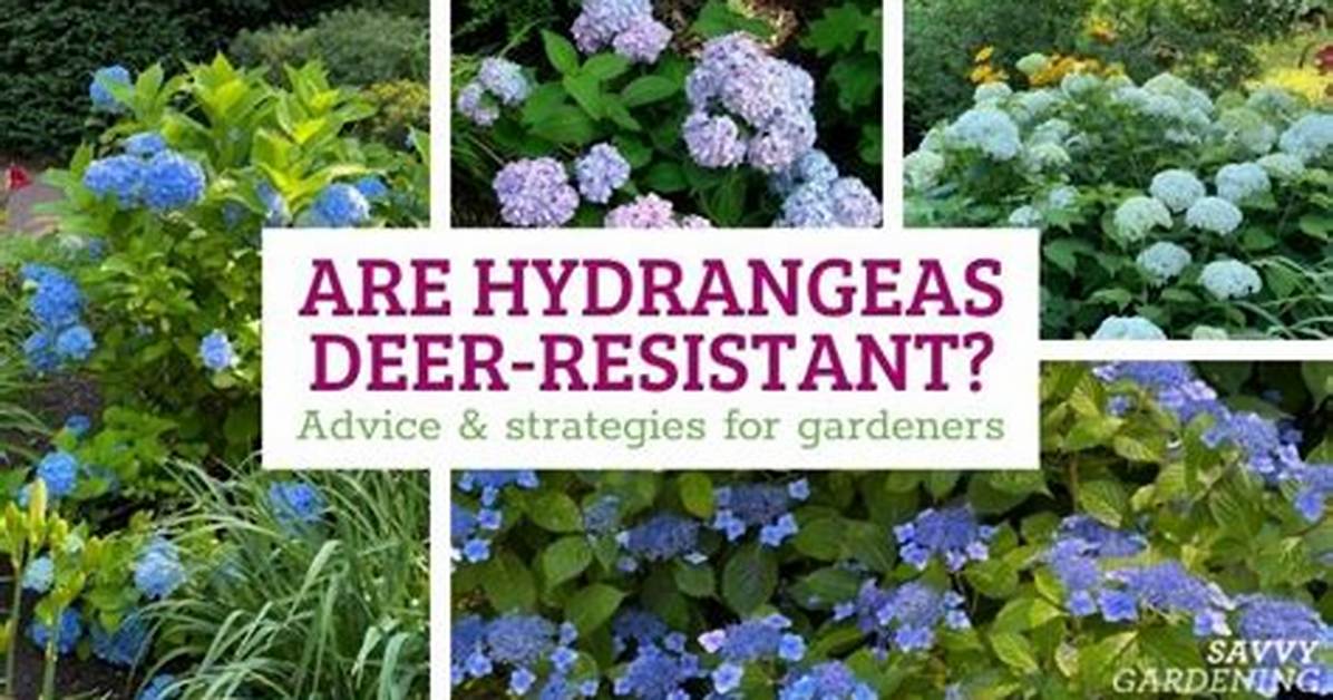 Which Hydrangeas Are Deer Resistant?