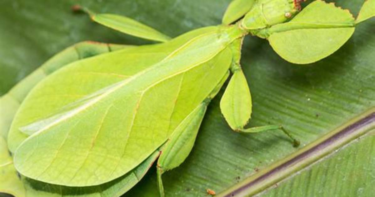 Which Insect Look Like a Leaf?