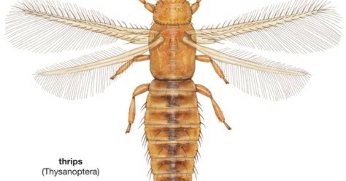 Which Insects Eat Thrips?