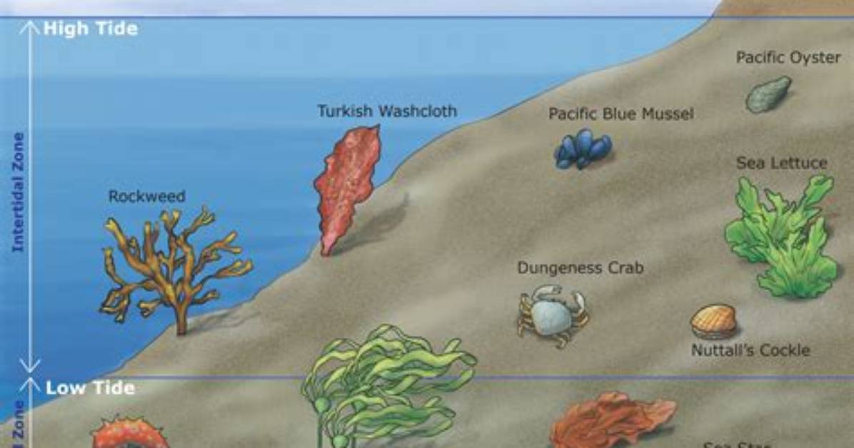 Which Intertidal Zone Is?