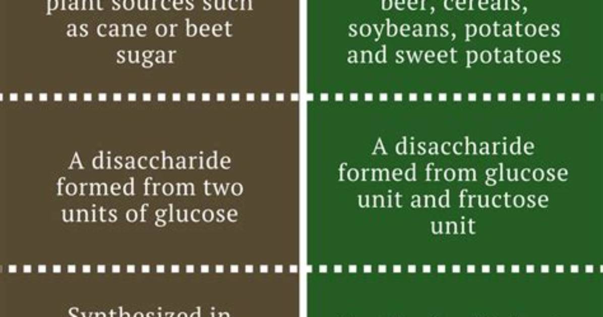 Which Is a Difference Between Maltose and Cellobiose?