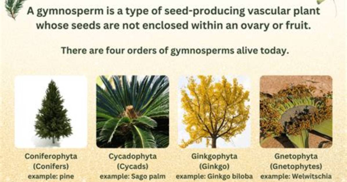 Which Is a Gymnosperm