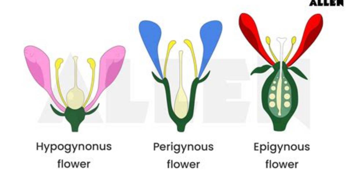 Which Is a Hypogynous Flower?