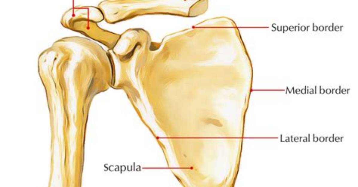 Which Is Acromion Process?