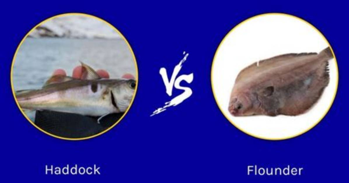 Which Is Better Haddock or Flounder?