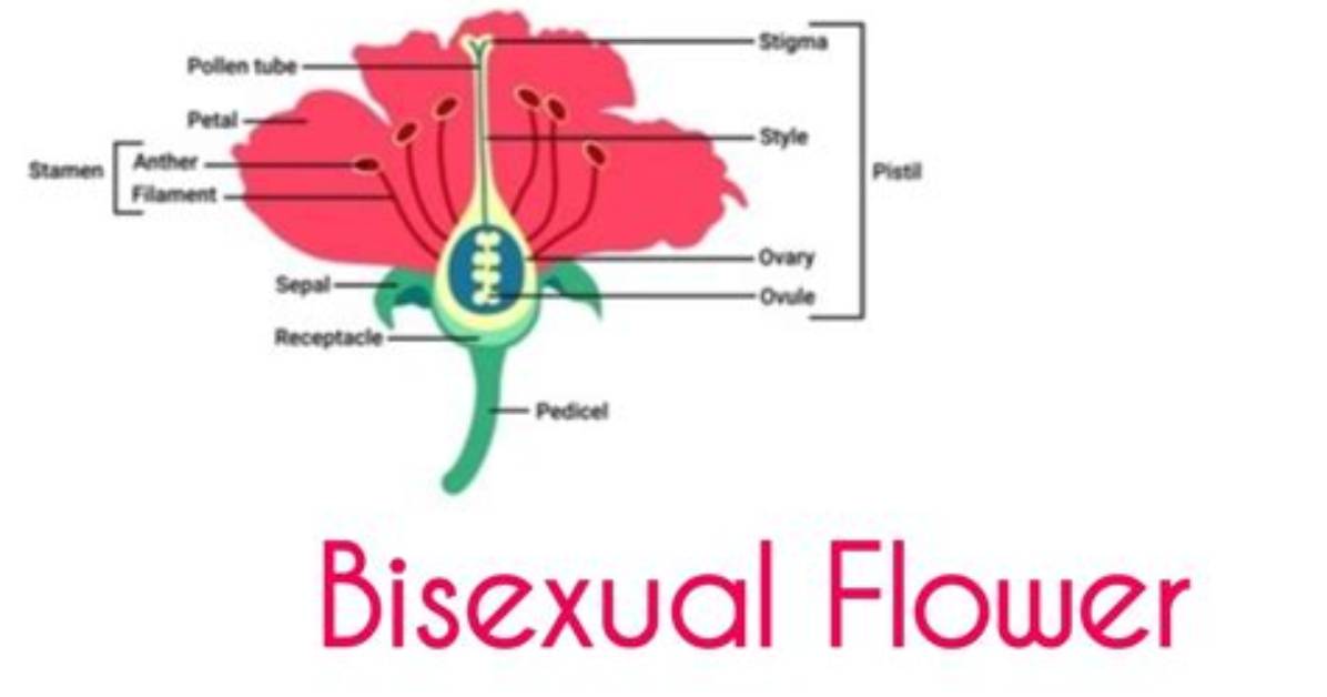Which Is Bisexual Flower?