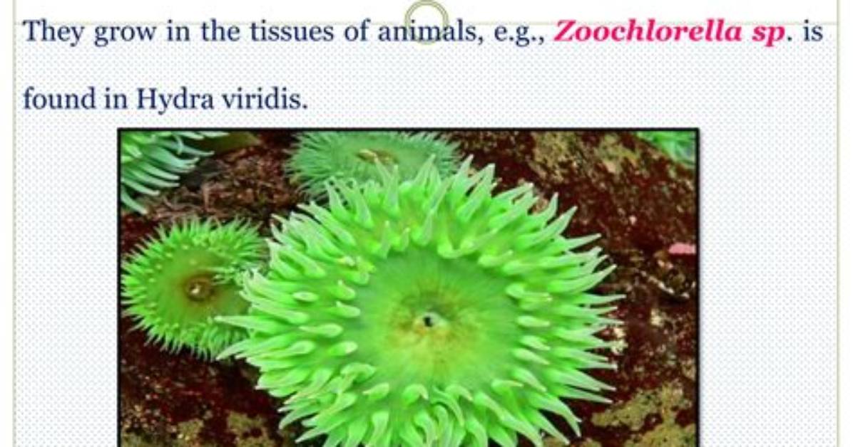 Which Is Endozoic Algae?