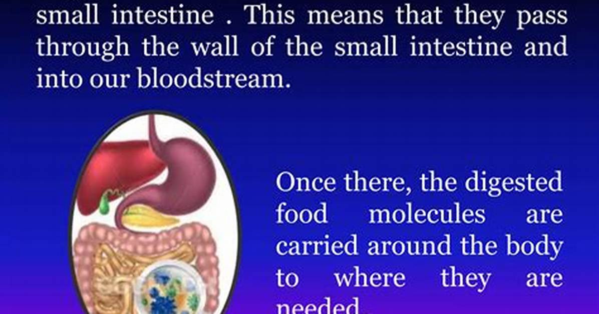 Which Is Food Finally Digested and Absorbed?