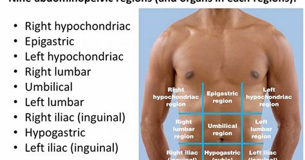 Which Is Hypochondriac Region?