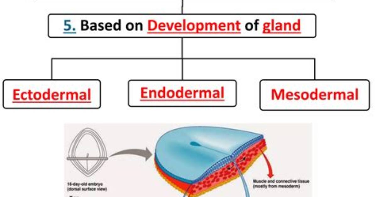 Which Is Mesodermal in Origin?