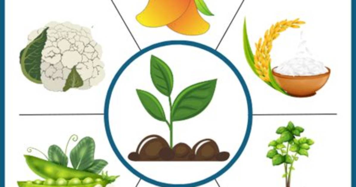 Which Is Obtained from Plants?