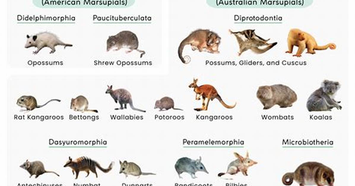 Which Is Older Marsupials or Placentals?