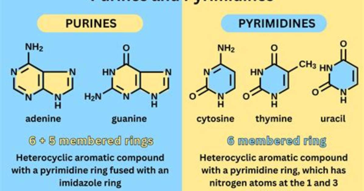 Which Is Pyrimidine Base