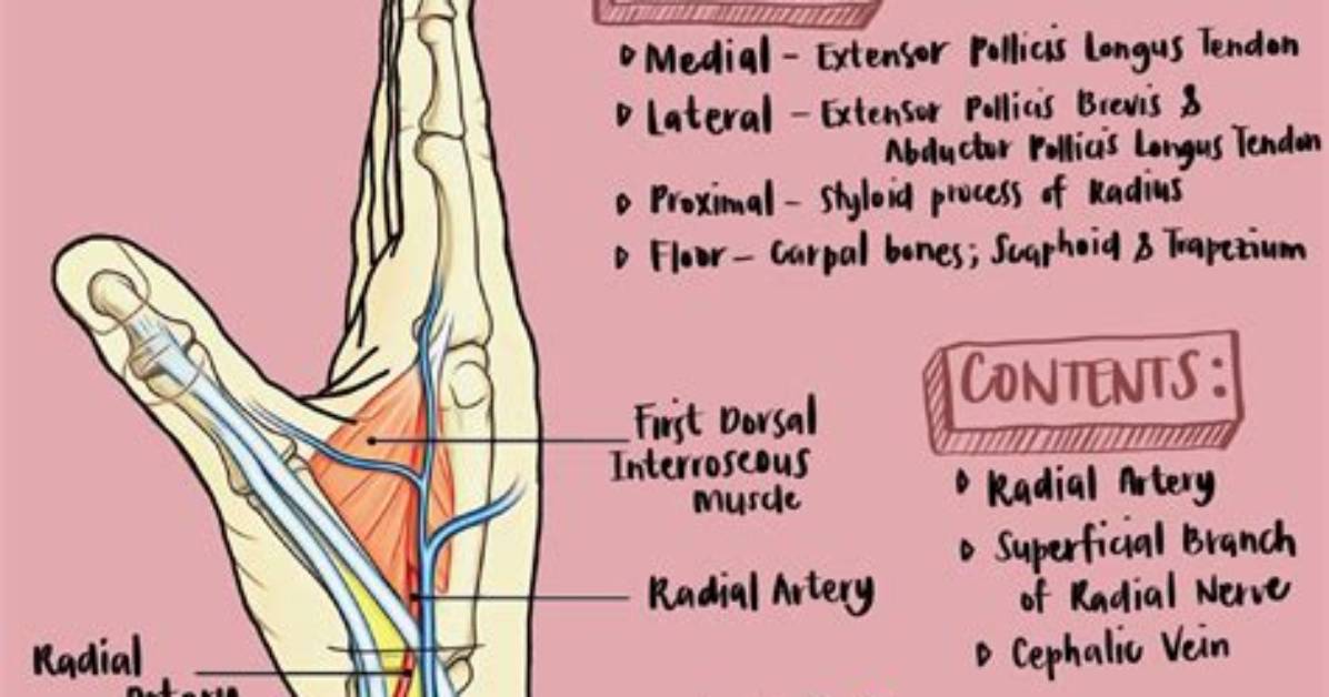 Which Is the Anatomical Snuff Box?