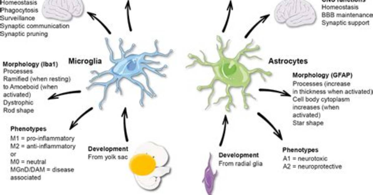 Which Is the Function of Microglial Cells?