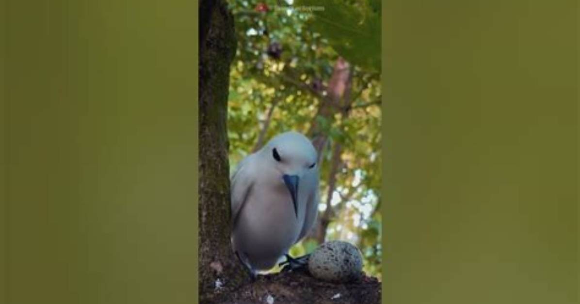 Which Is the Laziest Bird?