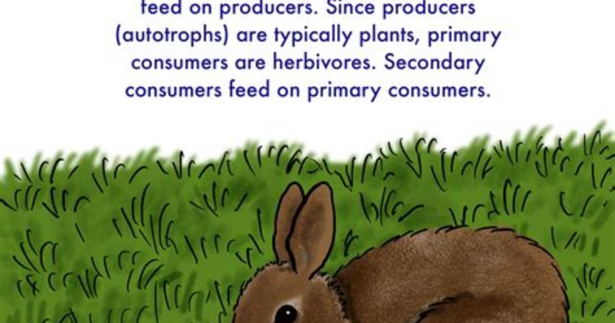 Which Is the Primary Consumer Rabbit Grass Snake Hawk?