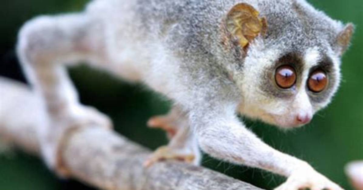 Which Is the Slow Loris?