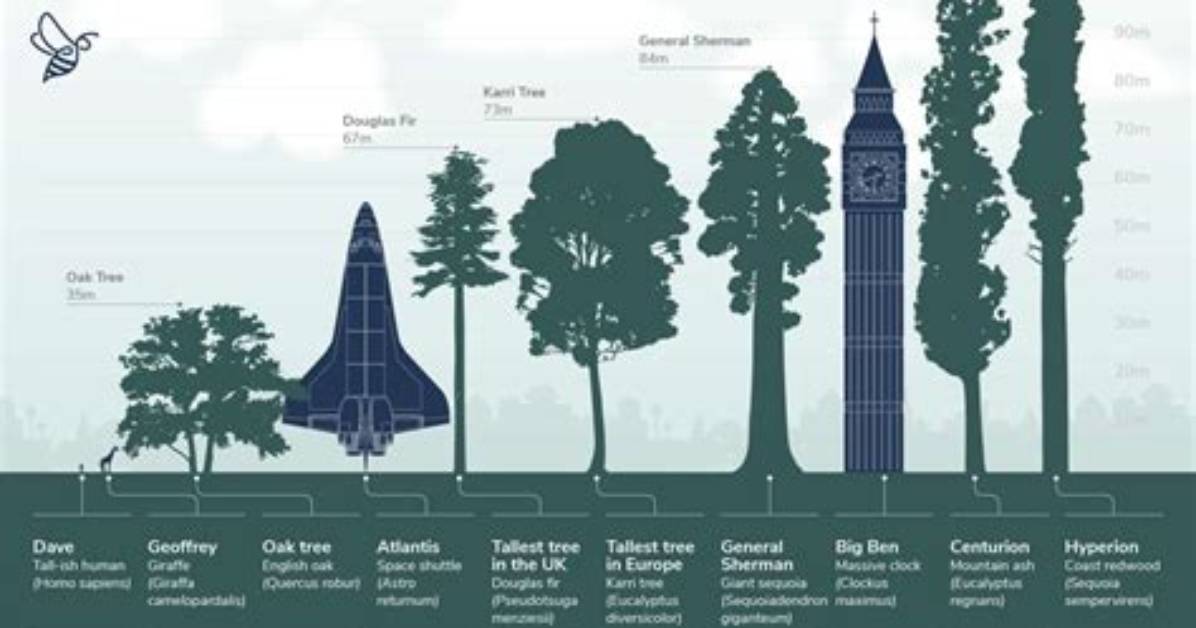 Which Is the Tallest Tree