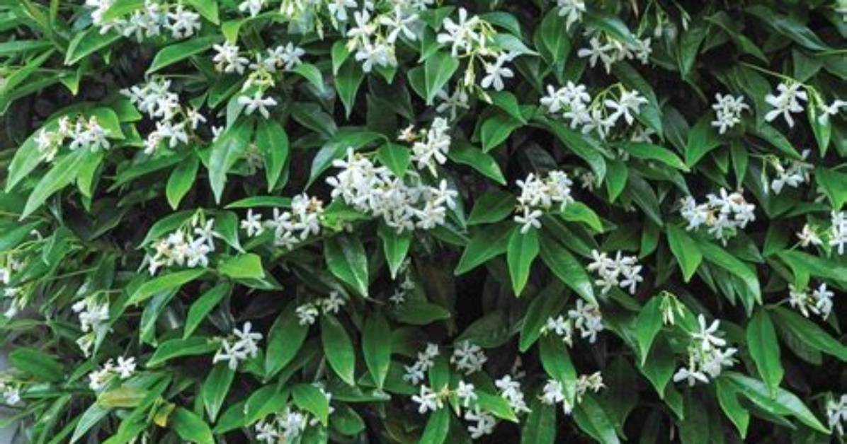 Which Jasmine Is Evergreen