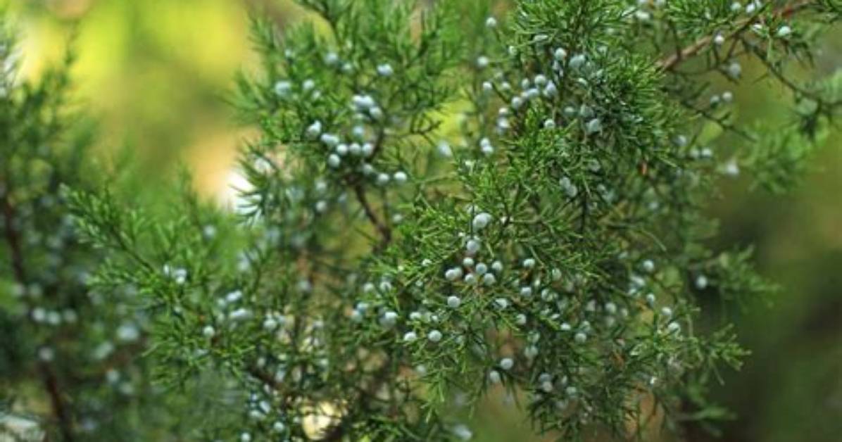 Which Junipers Can You Eat?