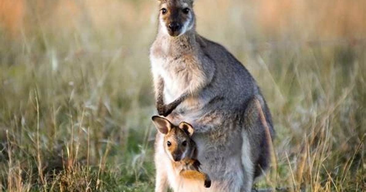 Which Kangaroos Are There?