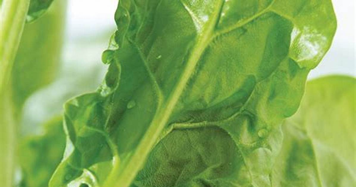 Which Lettuce Is Peppery?