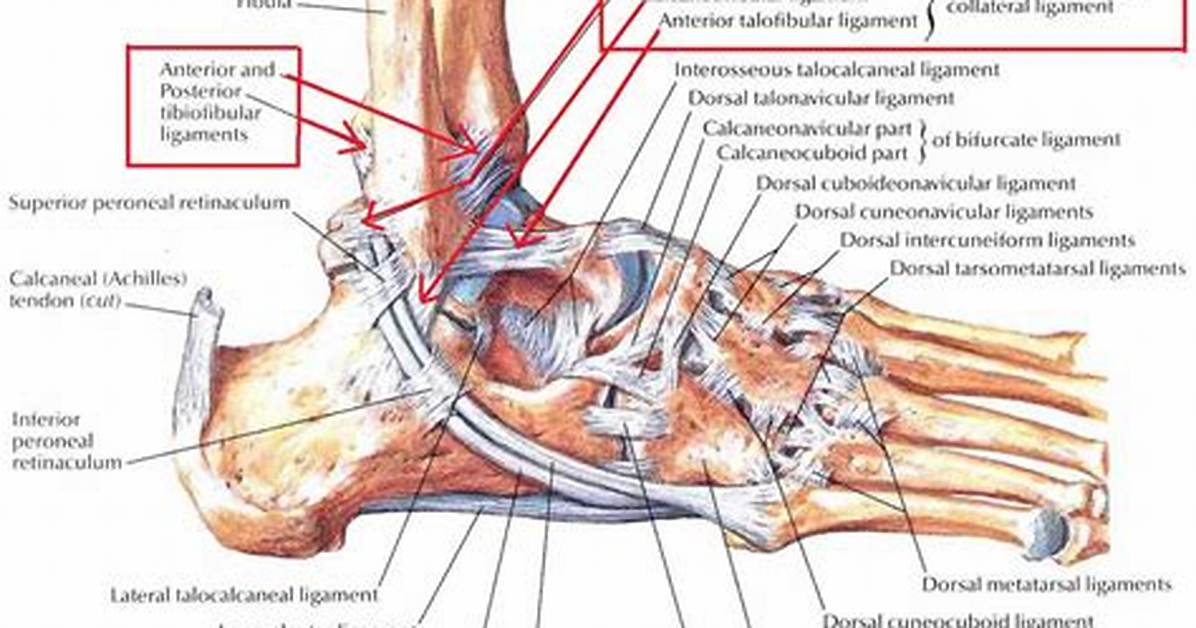 Which Ligaments Are Stretched?