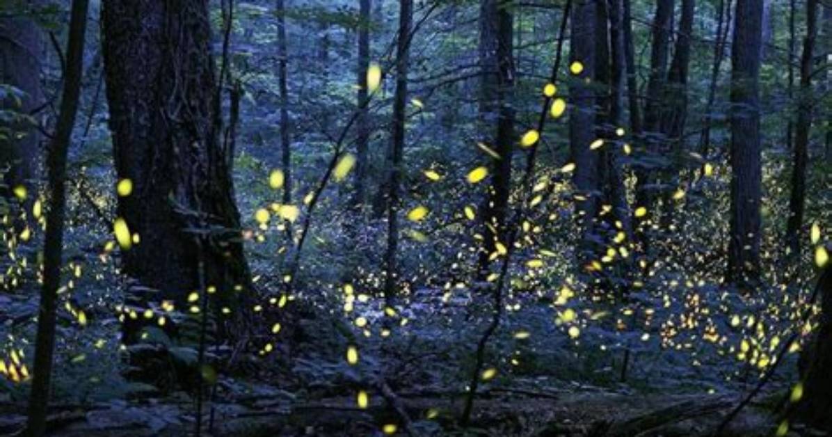 Which Lightning Bugs Light up?