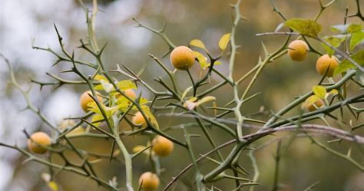 Which Lime Tree Has Thorns