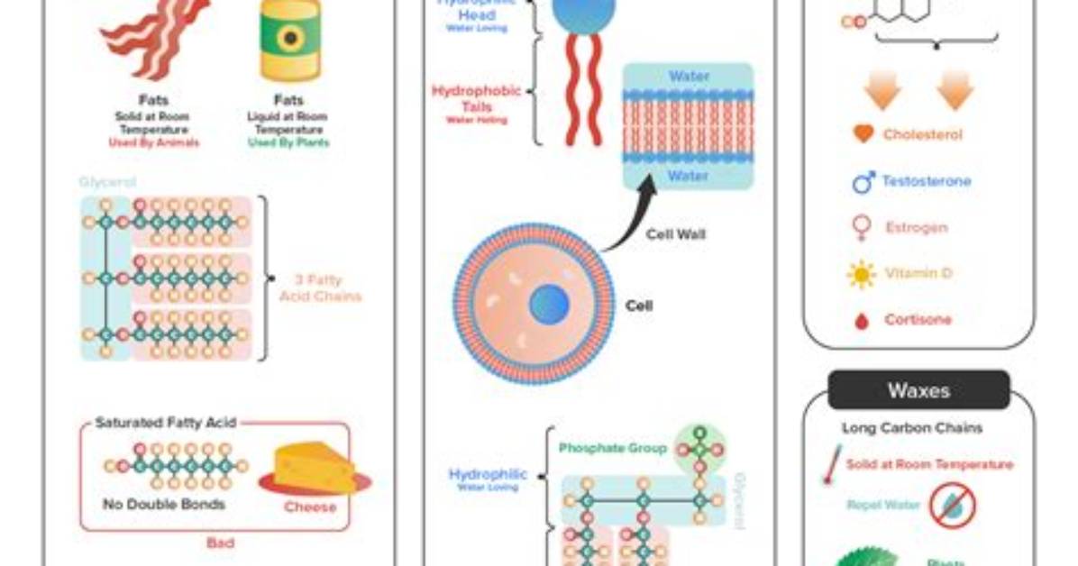 Which Lipids Will Not Saponify?