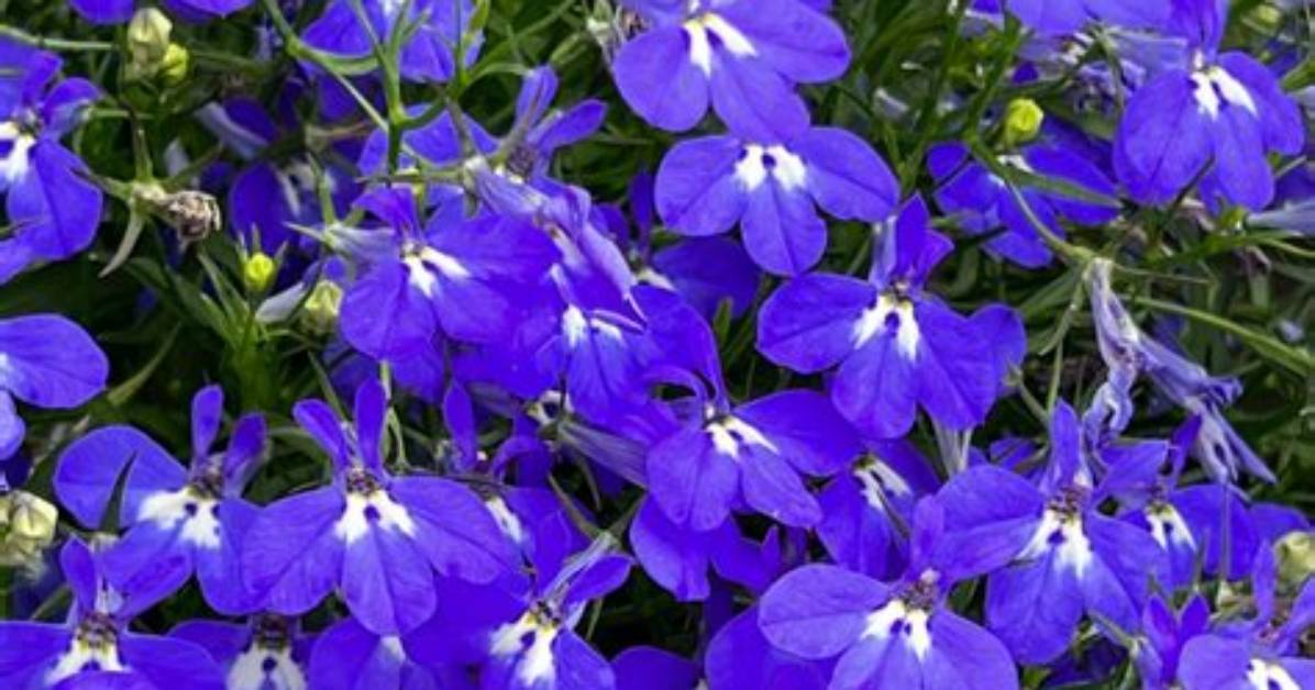 Which Lobelia Is Trailing?