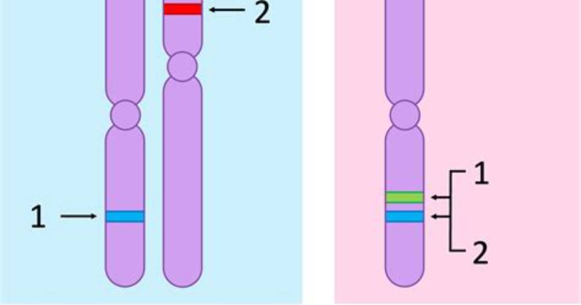 Which Loci Are Linked?