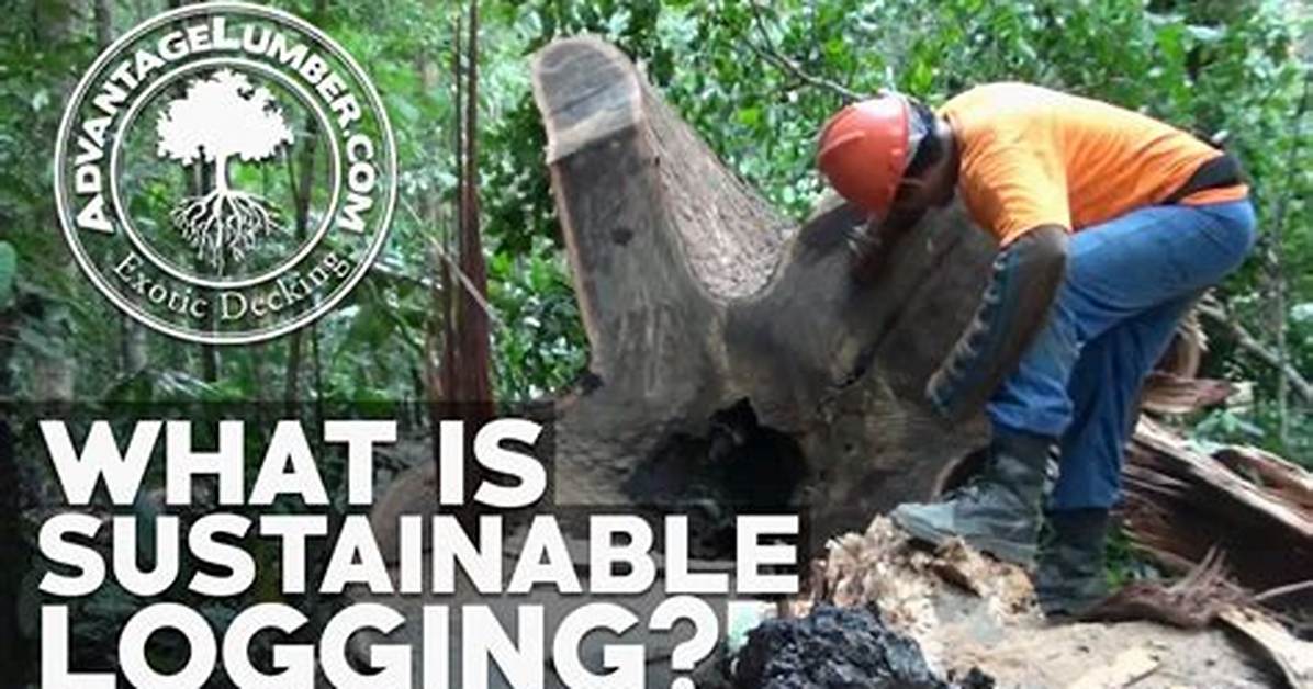 Which Logging Method Is Most Sustainable?