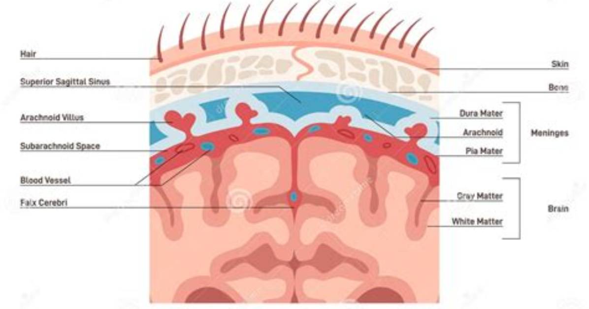 Which Meninx Covers the Brain Intimately?