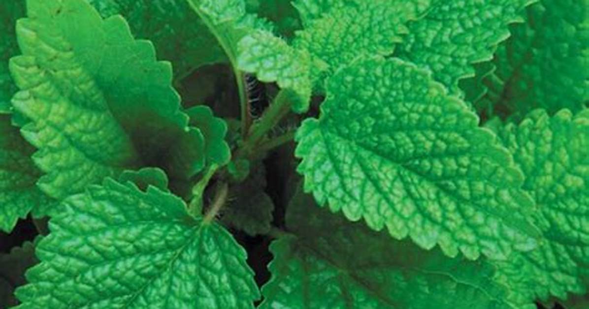 Which Mint Is Edible