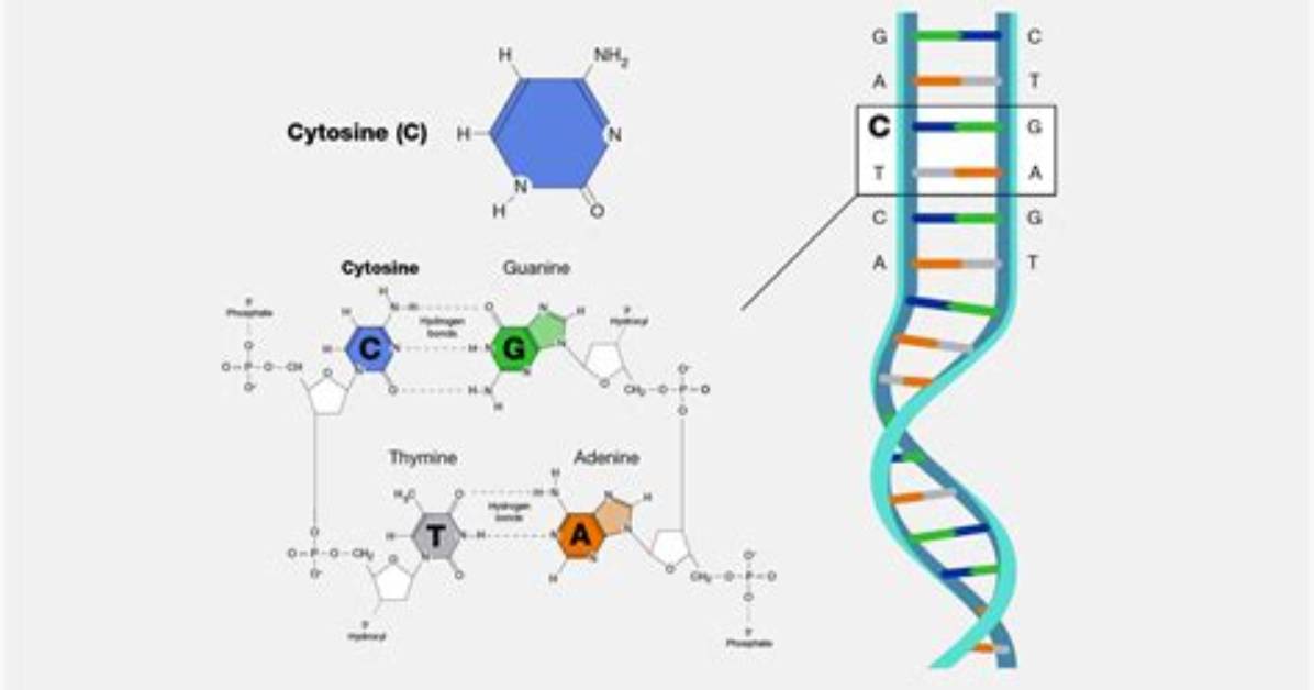 Which Molecules Contain Cytosine?
