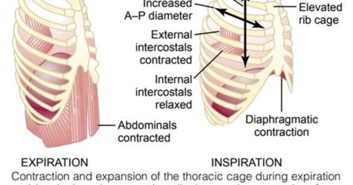 Which Muscles When Contracted Decrease the Diameter of the Pupil?