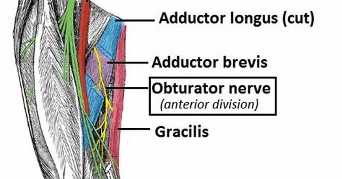 Which Nerve Innervates Gracilis?