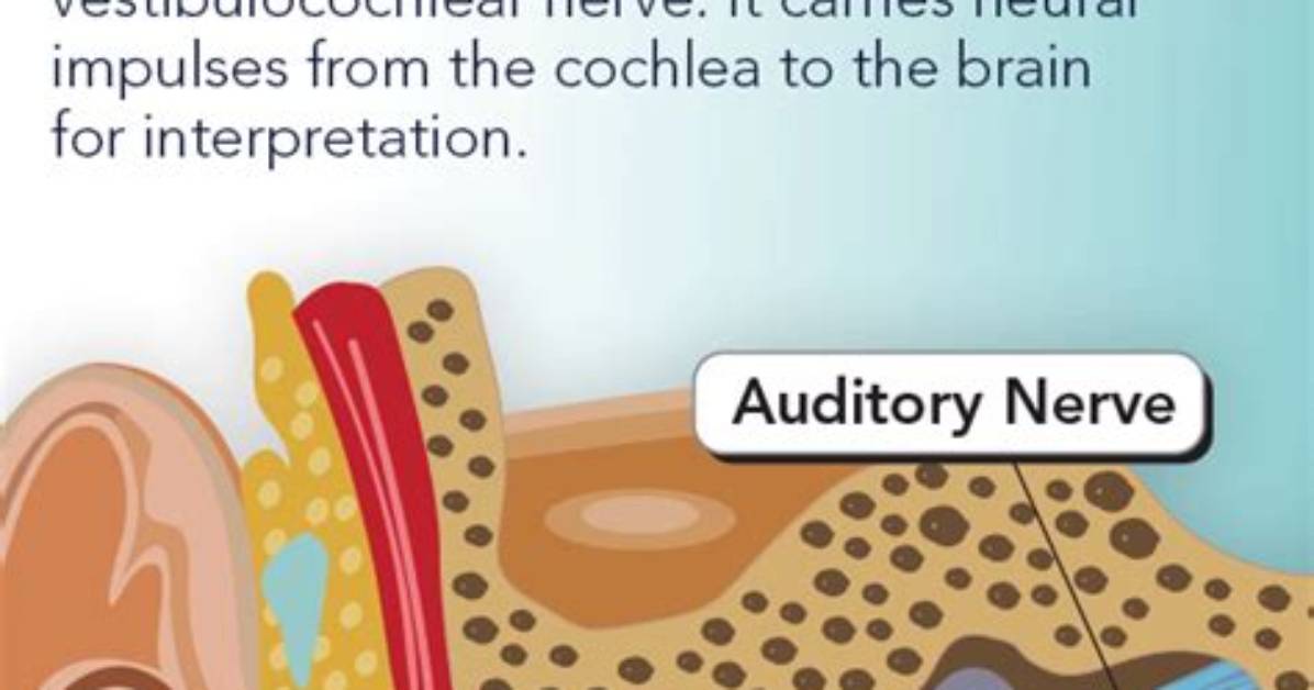 Which Nerve Is the Auditory Nerve