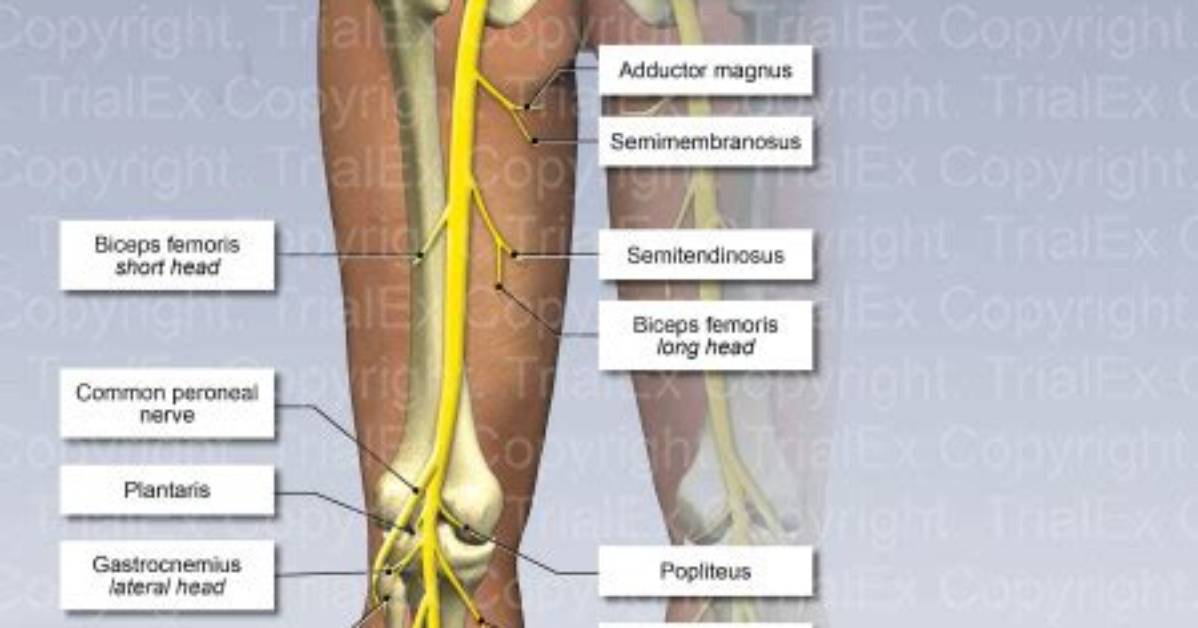 Which Nerves Affect Legs?