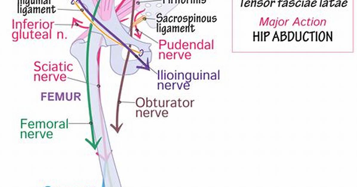 Which Nerves Innervate Sartorius?