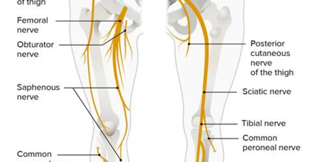Which Nerves Run Down Your Legs?