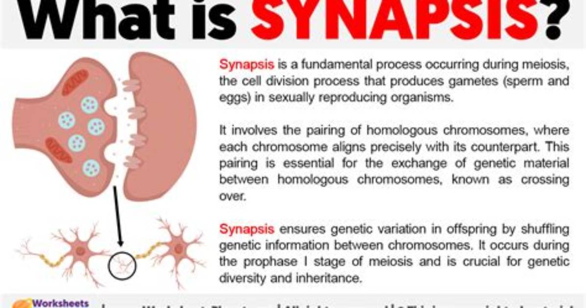 Which Occurs During Synapsis?