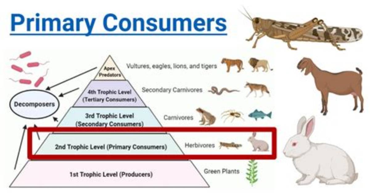 Which One Below Is Primary Consumers?