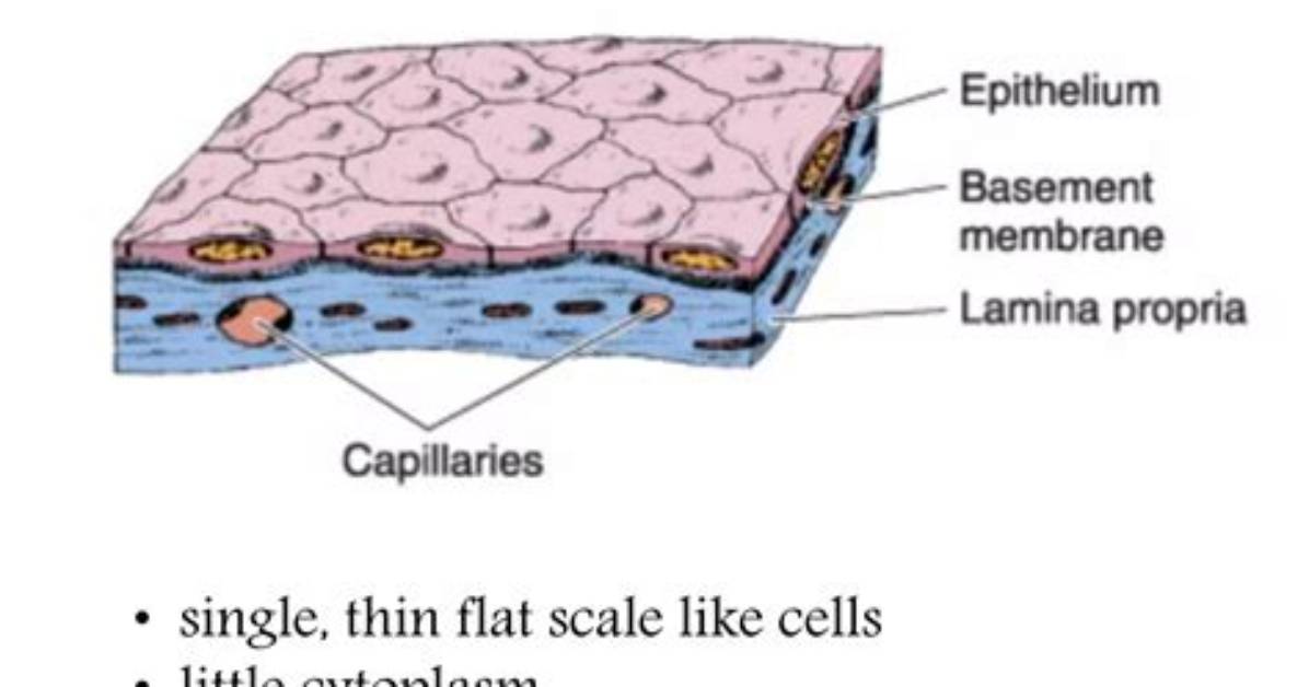 Which One Is Called Pavement Epithelium?