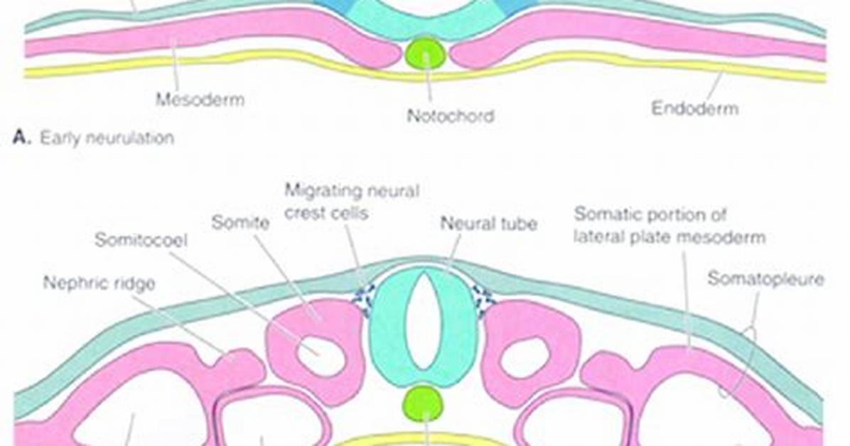 Which One Is Produced by Mesoderm?